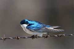 Tree Swallow